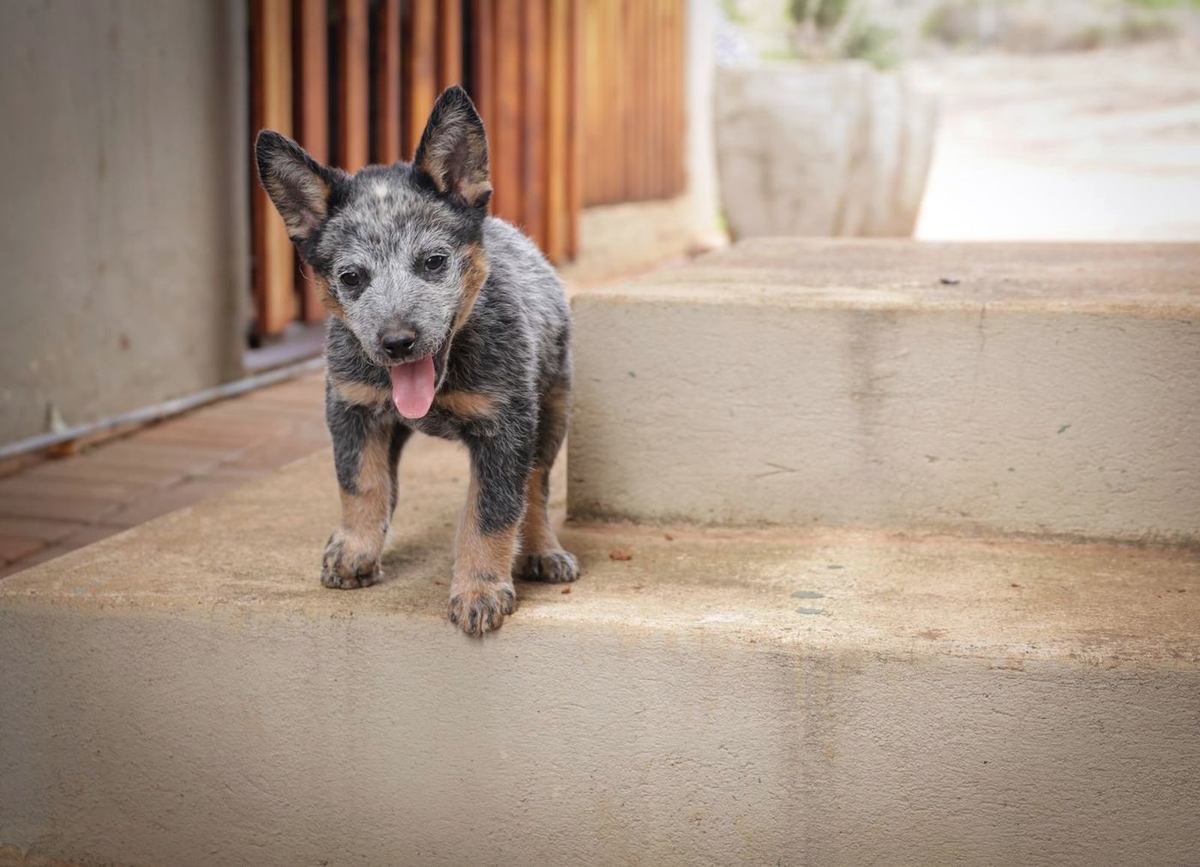 Blue heeler puppy standing on a sunlit ledge