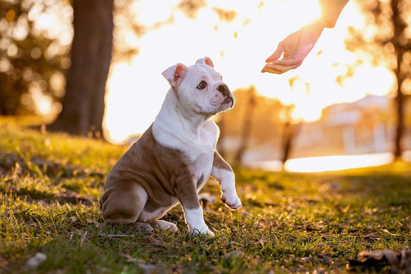 Bulldog puppy sitting for a hand signal in golden light