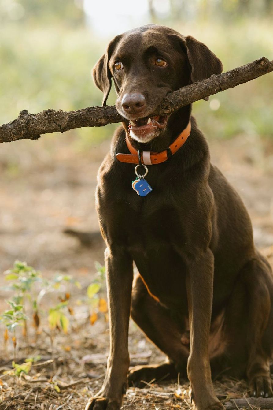 Chocolate Labrador sitting with a stick in its mouth
