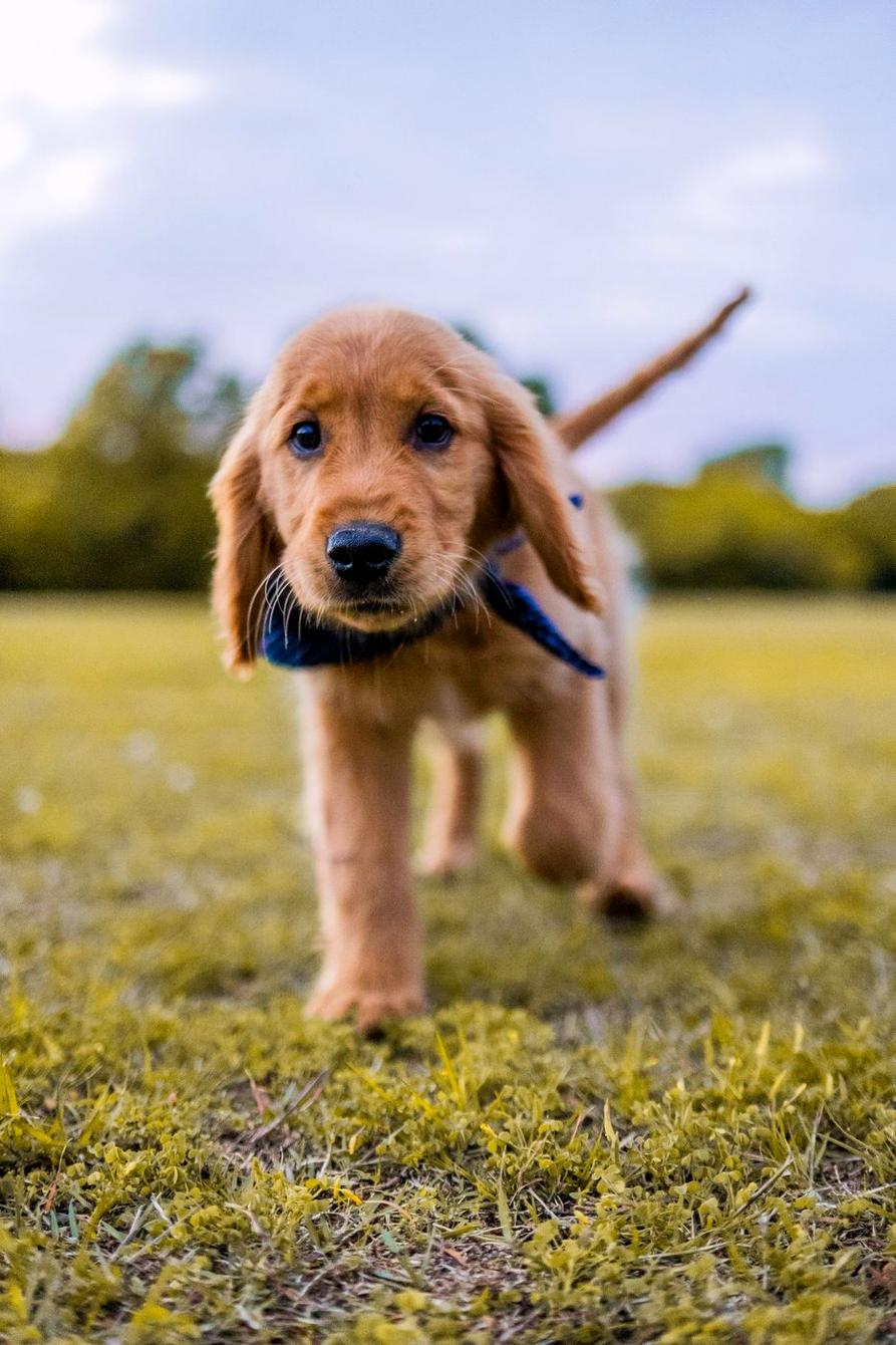 Cocker spaniel puppy trotting across a lawn on leash
