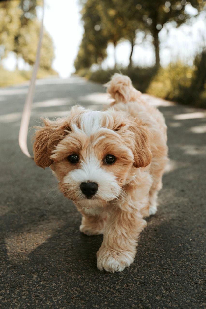 Fluffy puppy walking on leash down a tree-lined road