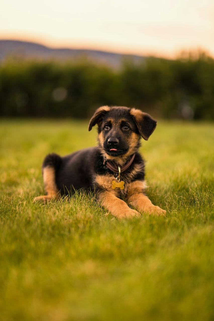 German Shepherd puppy lying on a lawn at sunset