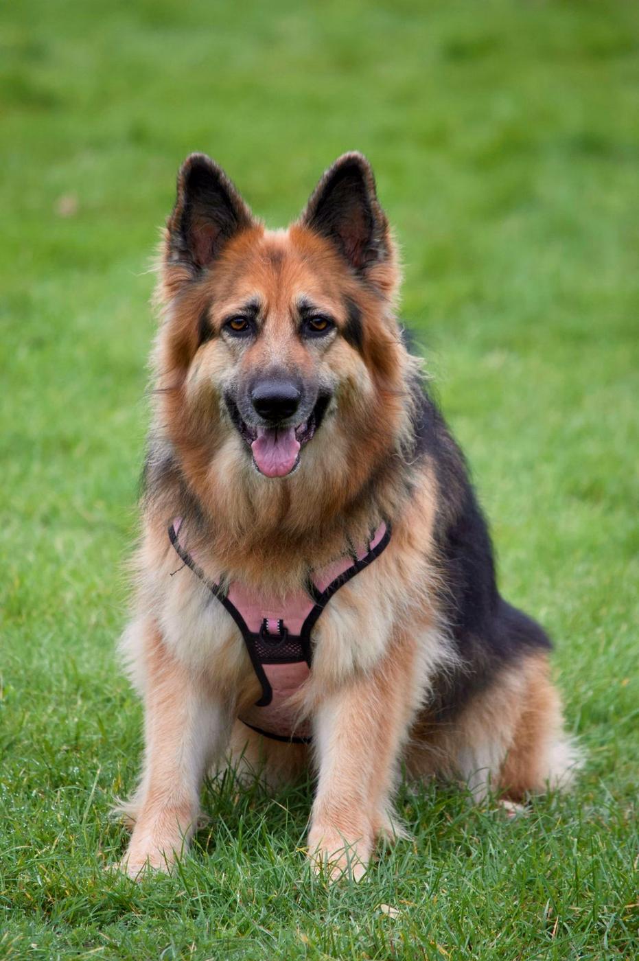 German Shepherd in a harness sitting on a green lawn, looking at the camera