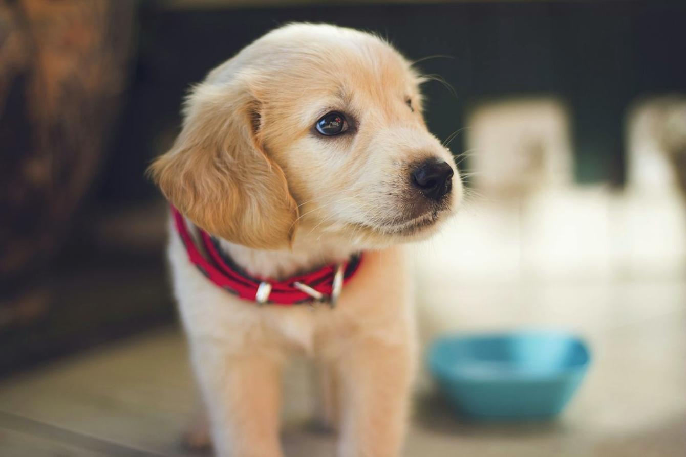 Golden puppy in a red collar beside a water bowl