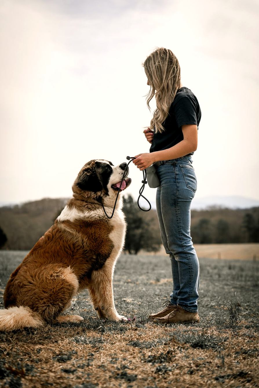 A trainer feeds a treat to a sitting Saint Bernard in a field