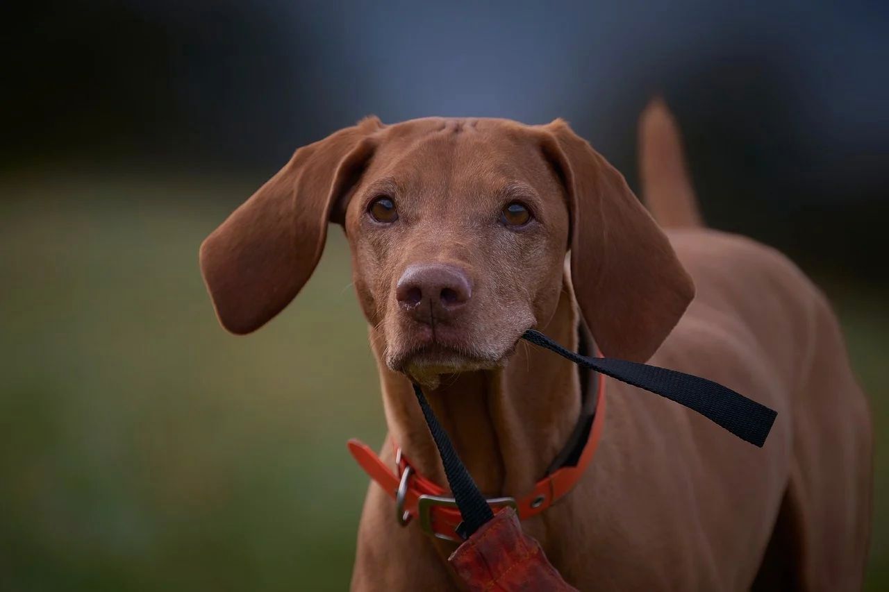 Vizsla holding a leash in its mouth
