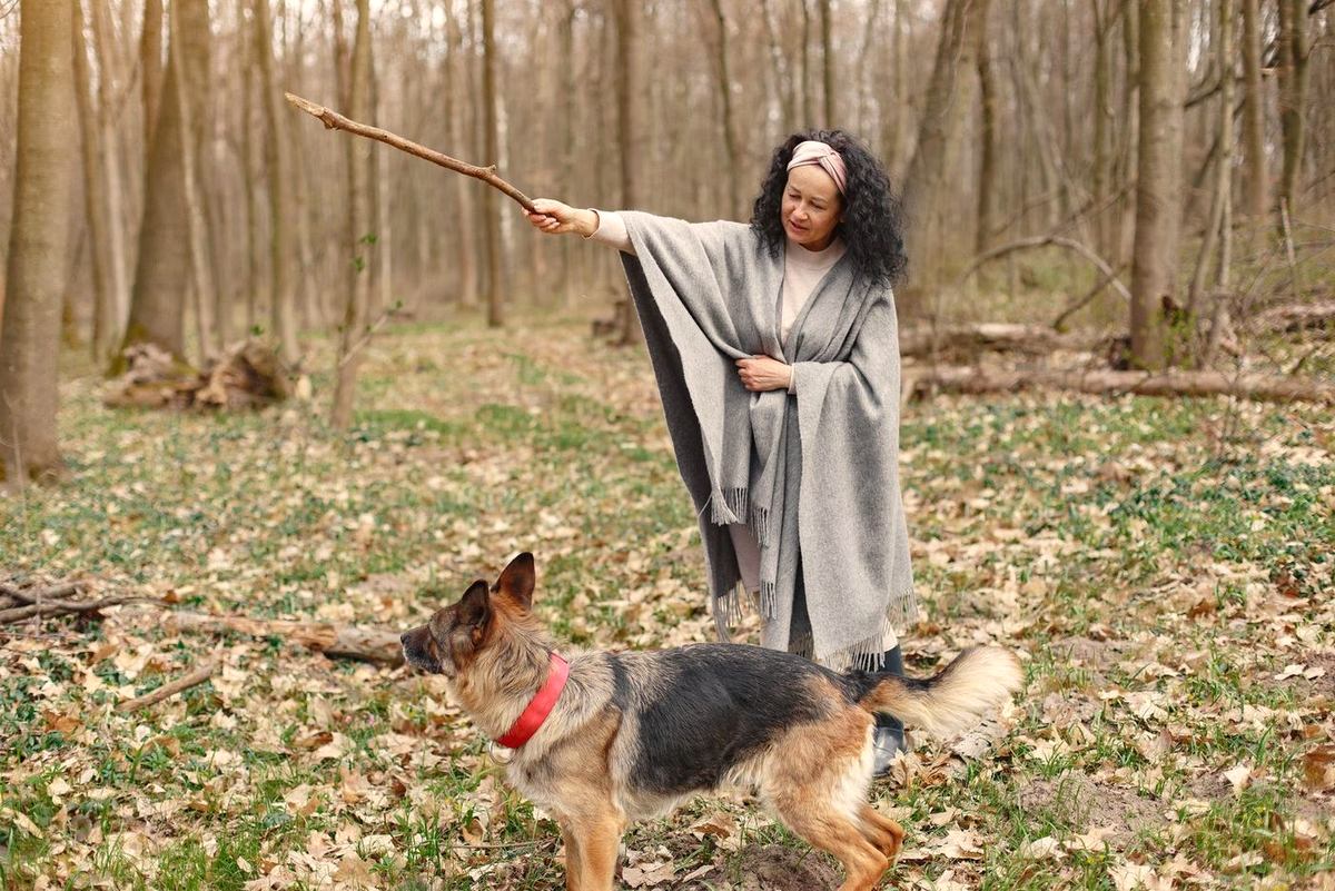 A woman in a wrap playing with a German Shepherd in the woods